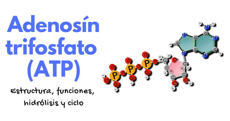 Molécula ATP – RaCology